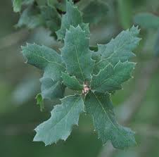 Check spelling or type a new query. Oak Tree Species Id Ecology Uc Oaks