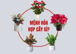 Mệnh Hỏa Hợp Cây Gì? 10 Cây Hợp Mệnh Hỏa Tài Lộc, Giàu Sang | TIKI