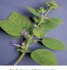 Image result for Cocculus hirsutus