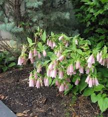 Pin On Spring Plants