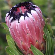 Image result for Protea micans
