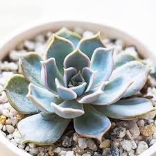 Image result for Senecio subsessilis