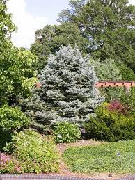 There are more than 100 shrub varieties cultivated worldwide. 10 Evergreens For Beautiful Foliage All Year
