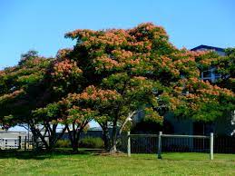 Albizia Julibrissin Mimosa Tree Or Silk Tree Mimosa Tree Julibrissin Silk Tree
