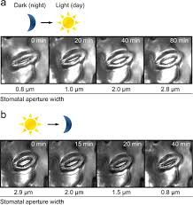 2 corinthians 5:8 in all english translations. Gaba Signalling Modulates Stomatal Opening To Enhance Plant Water Use Efficiency And Drought Resilience Nature Communications
