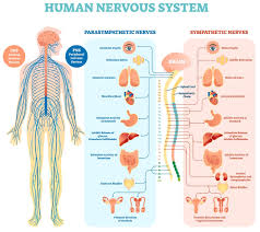 54 Organized Nervous System Of Human Beings