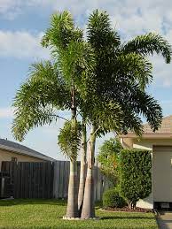 It usually grows more than a foot a year and can reach its full height in 20 years or less. Foxtail Palm Tree Wodyetia Bifurcata Urban Palms