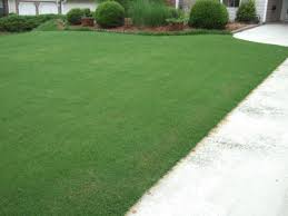 Bermudagrass W Video Bermuda Grass Lawn And Garden Lawn Care