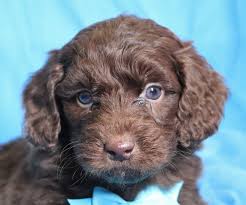 Ask questions and learn about goldendoodles at nextdaypets.com. Mini Pomsky Rescue Novocom Top