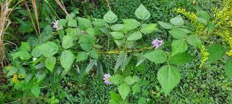 Image result for Amphicarpaea