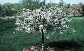 Many of these are too recent to have been fully evaluated for disease resistance. Sargent Tina Crabapple Dwarf Can Plant Next To The House Pretty Spring Blossoms Crabapple Tree Landscaping Ornamental Trees Crab Apple
