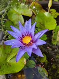 Image result for Nymphaea maculata