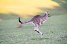 The Amazing Strength And Durability Of Kangaroo Leather