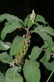 Image result for Phytolaccaceae