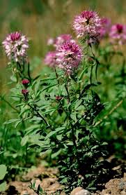 Image result for Cleome macrophylla