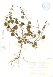 Image result for Sida veronicifolia
