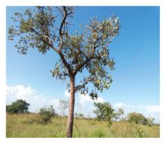 Image result for Erythrina abyssinica × lysistemon