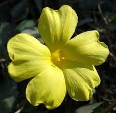 Image result for Reinwardtia indica