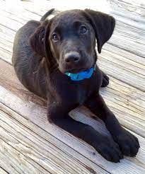 Adopt Jenkin On Petfinder Labrador Retriever Black Labrador Retriever Labrador Retriever Dog