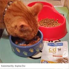 Cat supplies & cat accessories. Hills Prescription Diet C D Multicare Wet Cat Food In Gravy Chicken 12x85g Pouches Free Uk Delivery