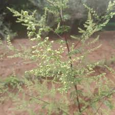 Image result for Lepidotrichilia volkensii