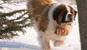 While the saint bernard club website discredits the idea that the breed carried such barrels, the dogs apparently did carry packed supplies for lost travelers. The Saint Bernard Keg The One Stop Shop For All Your Saint Bernard Needs