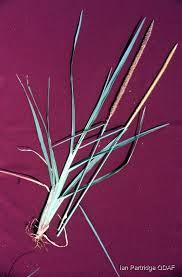 Image result for Setaria longiseta