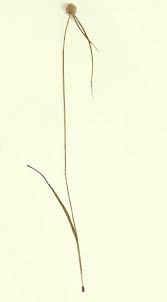 Image result for Kyllingiella microcephala