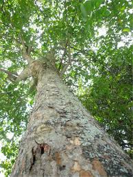 Image result for Hevea brasiliensis