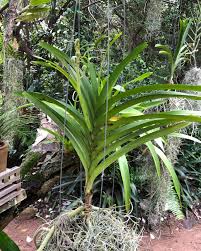 Image result for Polystachya ottoniana