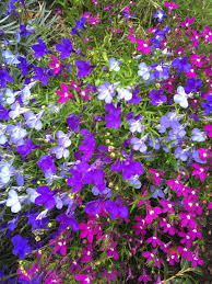 Image result for Lobelia pteropoda