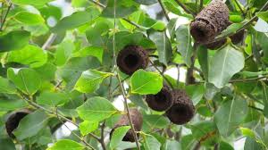 Image result for Cariniana