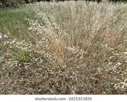 Image result for Leptochloa coerulescens