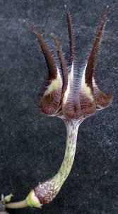 Image result for Ceropegia gracilior