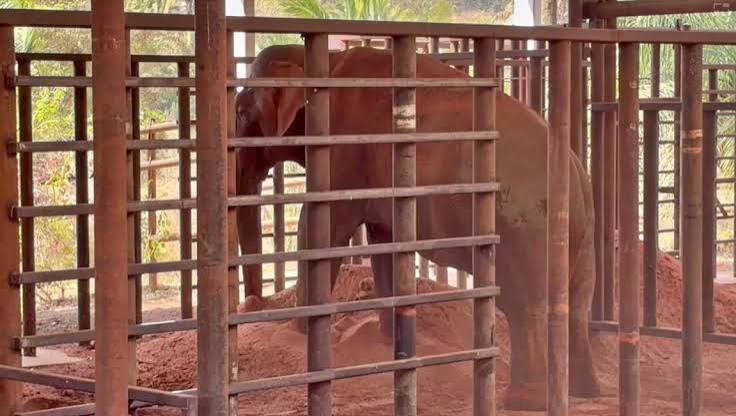 Elefante Sandro chega a santu&aacute;rio em Chapada dos Guimar&atilde;es ap&oacute;s mais de 40 anos em cativeiro &raquo; Esportes & Not&iacute;cias