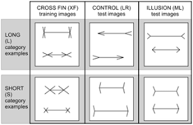 The main change from last week is that you will need to set some of the experimental parameters. The Muller Lyer Illusion In A Computational Model Of Biological Object Recognition