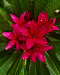 Image result for Plumeria rubra