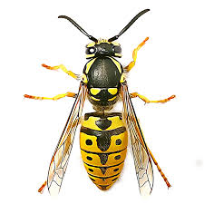 Yellow jackets live in colonies, making infestations an easy opportunity. Identify And Control Yellow Jackets