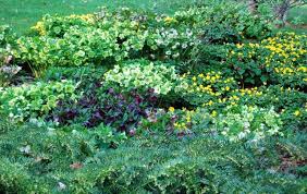 John's wort is 16 inches (40 look for white flowers at the tips of stems in spring. The Toughest Groundcovers I Rely On Ground Cover Plants Flowering Ground Cover Perennials Ground Cover Shade