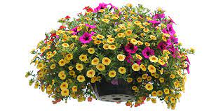 Discount99.us has been visited by 1m+ users in the past month Choosing Annuals For Full Sun Gulley Greenhouse