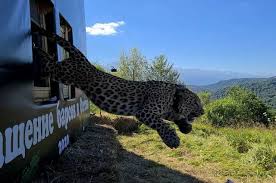 .бюджетное учреждение «объединенная дирекция государственного природного биосферного заповедника «кедровая падь» и национального парка «земля леопарда» им. Leopardy Za Kotorymi Sledit Ves Mir V Osetii Vypustili Eshyo Dvuh Barsov Obshestvo Ekologiya Obshestvo Aif Stavropol