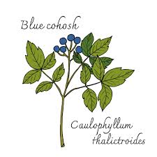 Image result for Blue Cohosh