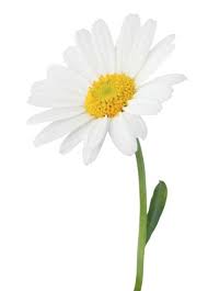 Pin On Flowers