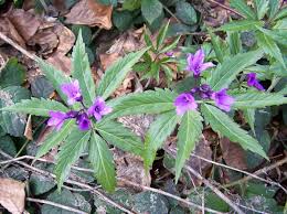 Image result for Cardamine obliqua