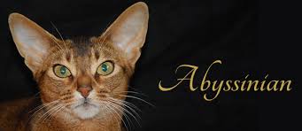 Where to find abyssinian kittens for sale? Abyssinian The Cat Fanciers Association Inc