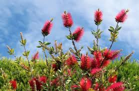 Image result for Myrtaceae