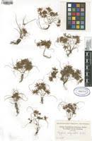 Image result for Cyperus cuspidatus