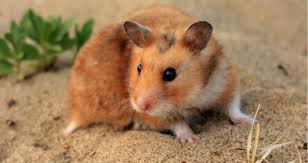 'residential sewer pipes feed into the main tunnel and a rat might consider this path an irresistible its sharp claws allow the rat to scale almost any vertical surface, making going up the internal pipe. How Long Can Hamsters Go Without Food And Water 9 Facts