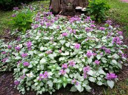 We did not find results for: Species Of Uk Week 52 Deadnettle Lamium Ground Cover Plants Best Ground Cover Plants Shade Garden Plants
