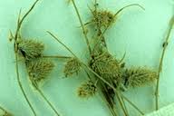 Image result for Lipocarpha